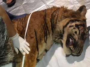 Ini Penyebab Harimau Sumatera di Lampung Mati