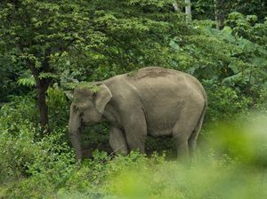 Video: 7 Gajah Tak Bersalah Mati Ditabrak Kereta