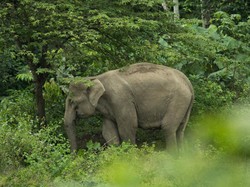 Video: 7 Gajah Tak Bersalah Mati Ditabrak Kereta