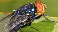 Lalat Pemakan Daging Serang Amerika, Manusia dan Hewan Peliharaan Bisa Kena