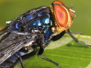 Lalat Pemakan Daging Serang Amerika, Manusia dan Hewan Peliharaan Bisa Kena