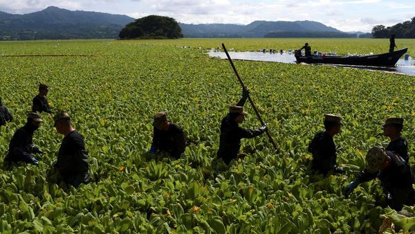 Penampakan Wabah Gulma Air Lumpuhkan Kehidupan Nelayan