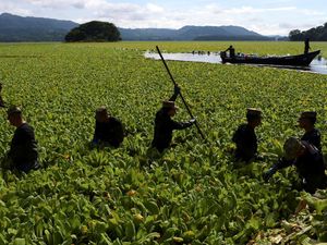 Penampakan Wabah Gulma Air Lumpuhkan Kehidupan Nelayan
