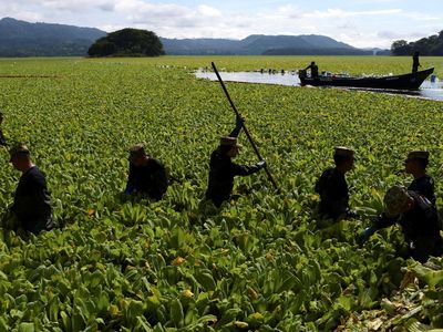 Penampakan Wabah Gulma Air Lumpuhkan Kehidupan Nelayan