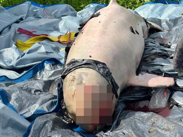 Upin, Pesut Mahakam yang Mati di Perairan Kukar