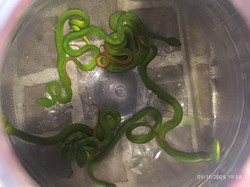 Hii! 8 Ular Viper Ngumpet di Semak-semak Perumahan Mranggen Demak