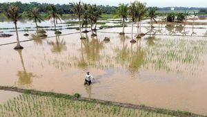 Sawah Terendam Banjir, Petani di Deli Serdang Terancam Gagal Panen