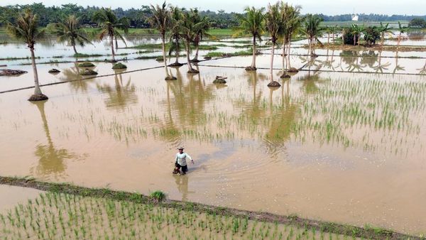Sawah Terendam Banjir, Petani di Deli Serdang Terancam Gagal Panen