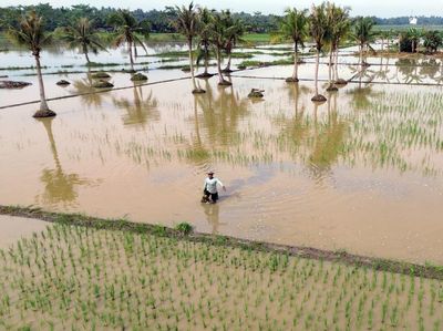 Sawah Terendam Banjir, Petani di Deli Serdang Terancam Gagal Panen