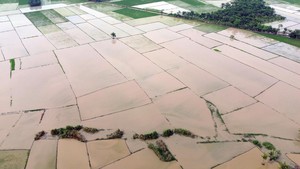 70 Ribu Ha Sawah Gagal Panen gegara Banjir di Sumatera