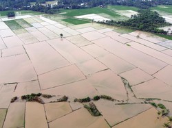 70 Ribu Ha Sawah Gagal Panen gegara Banjir di Sumatera
