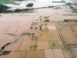 Pemerintah Bakal Gaji Petani Terdampak Bencana Sumatera