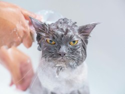 Cara Memandikan Kucing agar Tidak Berontak dan Tetap Tenang, Ini 7 Triknya