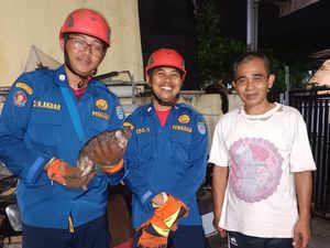 Kucing Nyangkut di Saluran Air Kamar Mandi Warga Depok, Damkar Turun Tangan