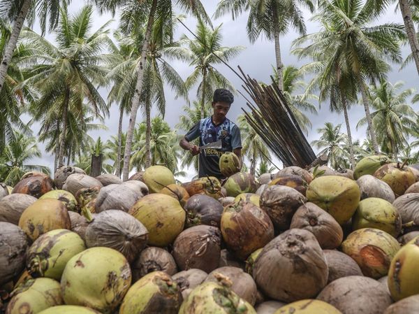 Hilirisasi Kelapa Dongkrak Ekonomi Warga Pulau Bacan