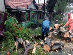 6 Pohon Tumbang Saat Surabaya Diguyur Hujan Lebat