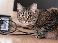 Video: Bahas soal Eartip pada Kucing