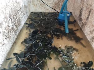 Ajam, Penjaga Kecil Harapan Penyu di Pantai Legokjawa