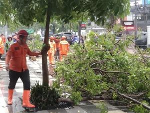 Hujan Deras di Surabaya, Pohon Tumbang-Traffic Light Padam