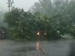 Pohon Mangga Tumbang Timpa Pikap di Jalan Raya Winongan Pasuruan