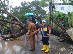 Pohon Tumbang Lumpuhkan Jalan Panca Usaha Palembang Selama 5 Jam