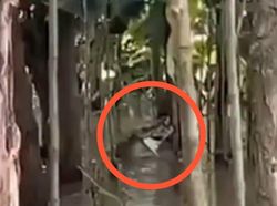 Geger Buaya Muncul di Permukiman Manggala Makassar