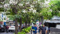Cantiknya Bunga Tabebuya Bermekaran di Cikini