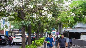 Cantiknya Bunga Tabebuya Bermekaran di Cikini