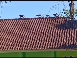 Resahnya Warga Tasikmalaya Saat Gerombolan Monyet Serbu Kampung