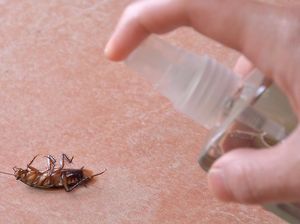 10 Bahan Alami untuk Usir Kecoa dari Rumah, Ampuh dan Mudah Didapat