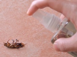 10 Bahan Alami untuk Usir Kecoa dari Rumah, Ampuh dan Mudah Didapat