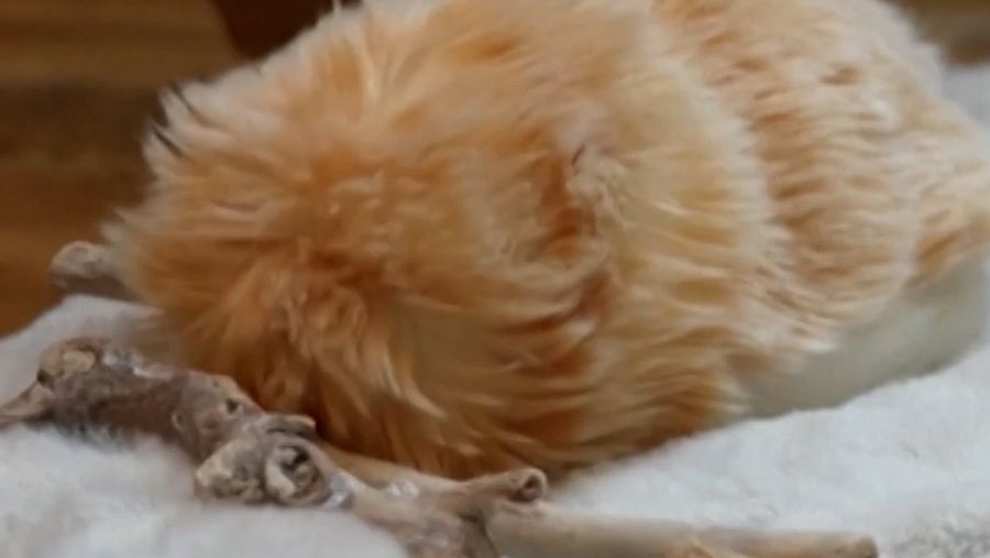 Video: Ini Moflin, Robot AI Berbulu yang Bisa Dipelihara