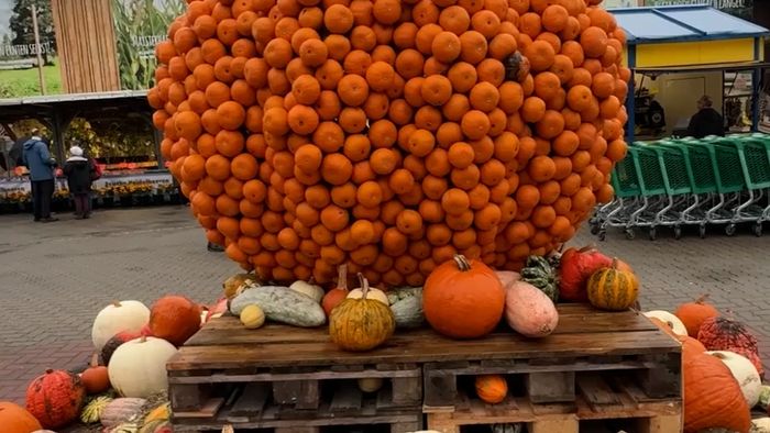 Video: Melihat Pameran Buah Labu Terbesar di Jerman