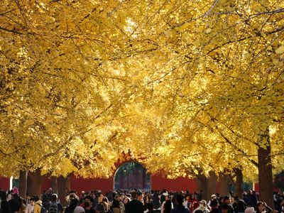 Momen Terbaik Nikmati Musim Gugur di Beijing