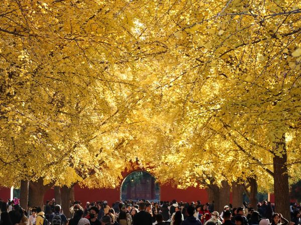 Momen Terbaik Nikmati Musim Gugur di Beijing