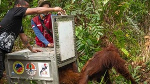 Potret Pemindahan Induk-Anak Orang Utan: Dibius, Diperiksa dan Dilepaskan