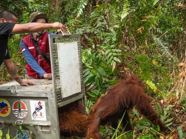 Potret Pemindahan Induk-Anak Orang Utan: Dibius, Diperiksa dan Dilepaskan