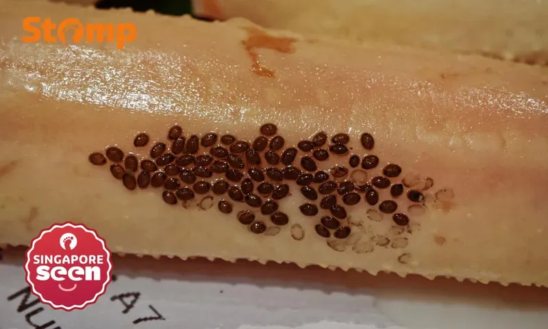 Bikin Heboh! Pelanggan Temukan Telur Lintah Laut Nempel di Kaki Kepiting.