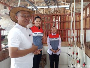 Kisah Peternak Lampung Ubah Kandang Bambu Jadi Bisnis Susu Kambing Modern