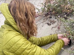 Jangan Diinjak! Spesies Baru Laba-laba Ini Hidup di Balik Pasir Pantai