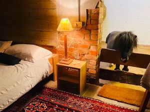 Penginapan Unik Tidur Bareng Kuda Mini, Semalamnya Rp 3 Jutaan