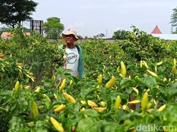 Jerit Petani di Blitar Sambat Harga Cabai Anjlok Jadi Rp 15 Ribu/Kg