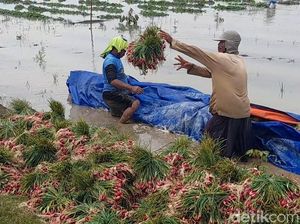 Seratusan Hektare Kebun Bawang di Brebes Kebanjiran Bikin Petani Gigit Jari