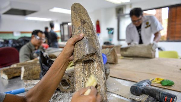 Museum Geologi Bandung Mulai Preparasi Fosil Gading Gajah Purba Berusia 800 Ribu Tahun
