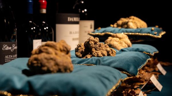 Truffle Putih Raksasa Terjual Rp1,9 Miliar di Lelang Internasional