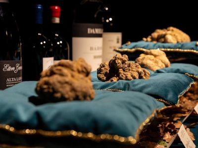 Truffle Putih Raksasa Terjual Rp1,9 Miliar di Lelang Internasional