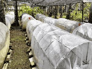 Wuih, Ada Wisata Kebun Kelapa Kopyor di Bogor