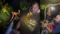 Viral Piton Raksasa 6 Meter Seret dan Lilit Pemandu Wisata di Kalimantan