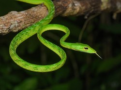 5 Efek Gigitan Ular Berbisa Rendah dan Cara Menanganinya, Apakah Berbahaya?