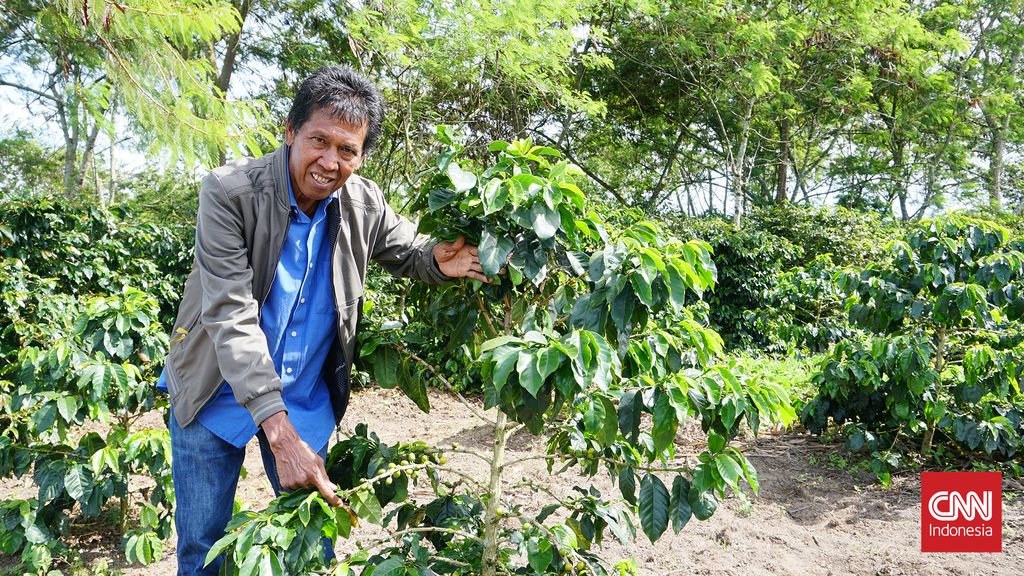 Manat Samosir Pengusaha Kopi Sitalbak: Pengusaha kopi Sitalbak Manat Samosir di Kedai Kopi Sitalbak di Humbang Hasundutan, Rabu (5/11).